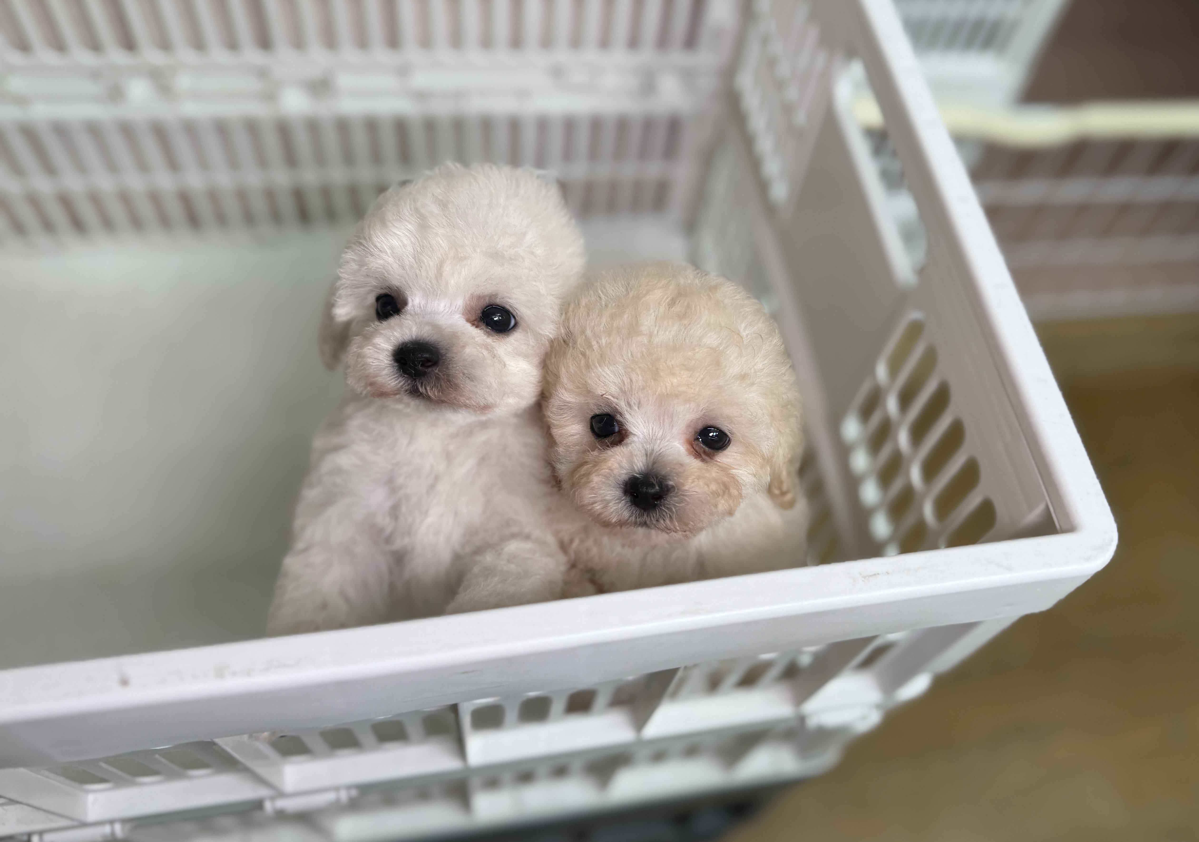 KING犬舎の画像