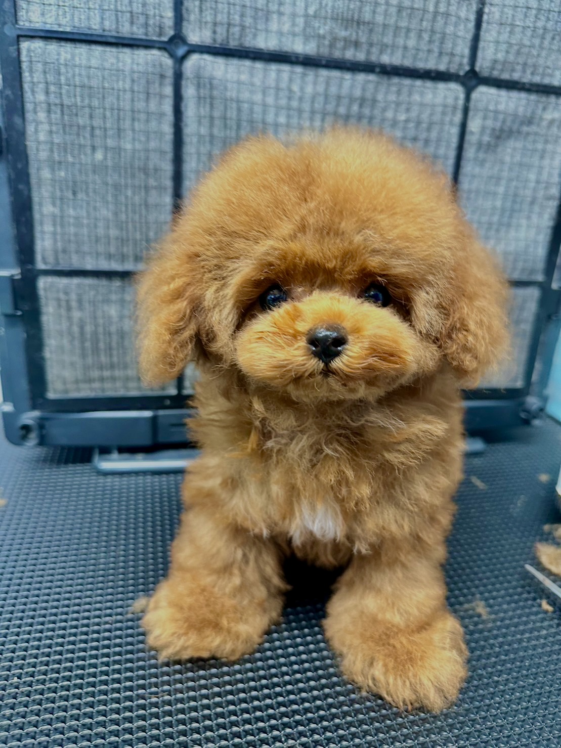 KING犬舎の画像