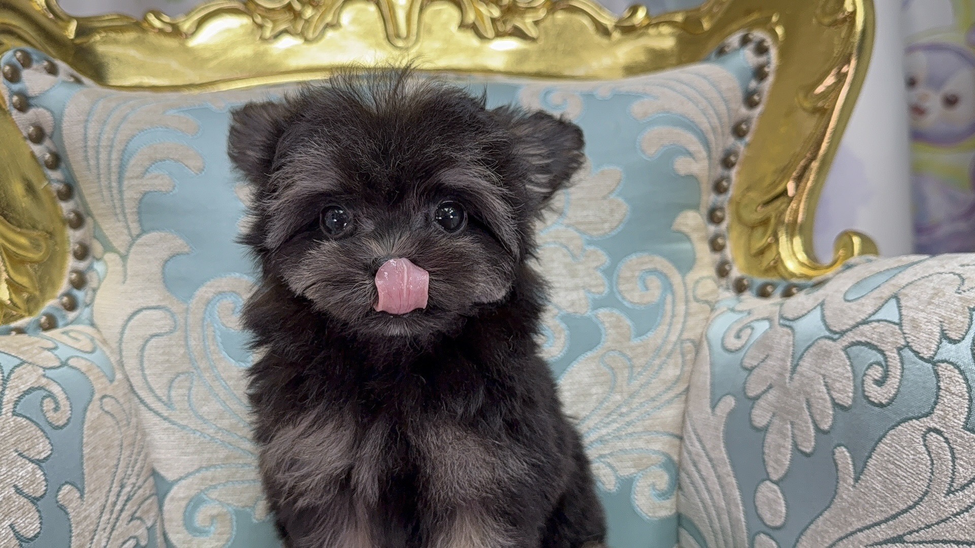 お問合せネーム・605ちゃんの写真 6