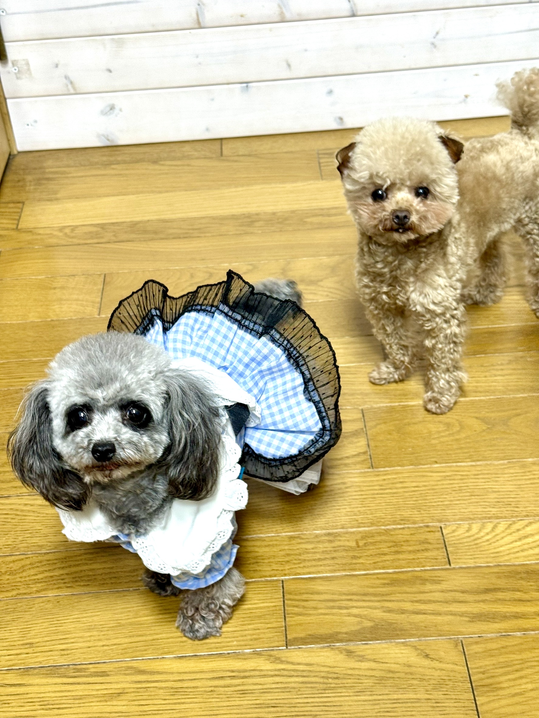 KING犬舎の画像