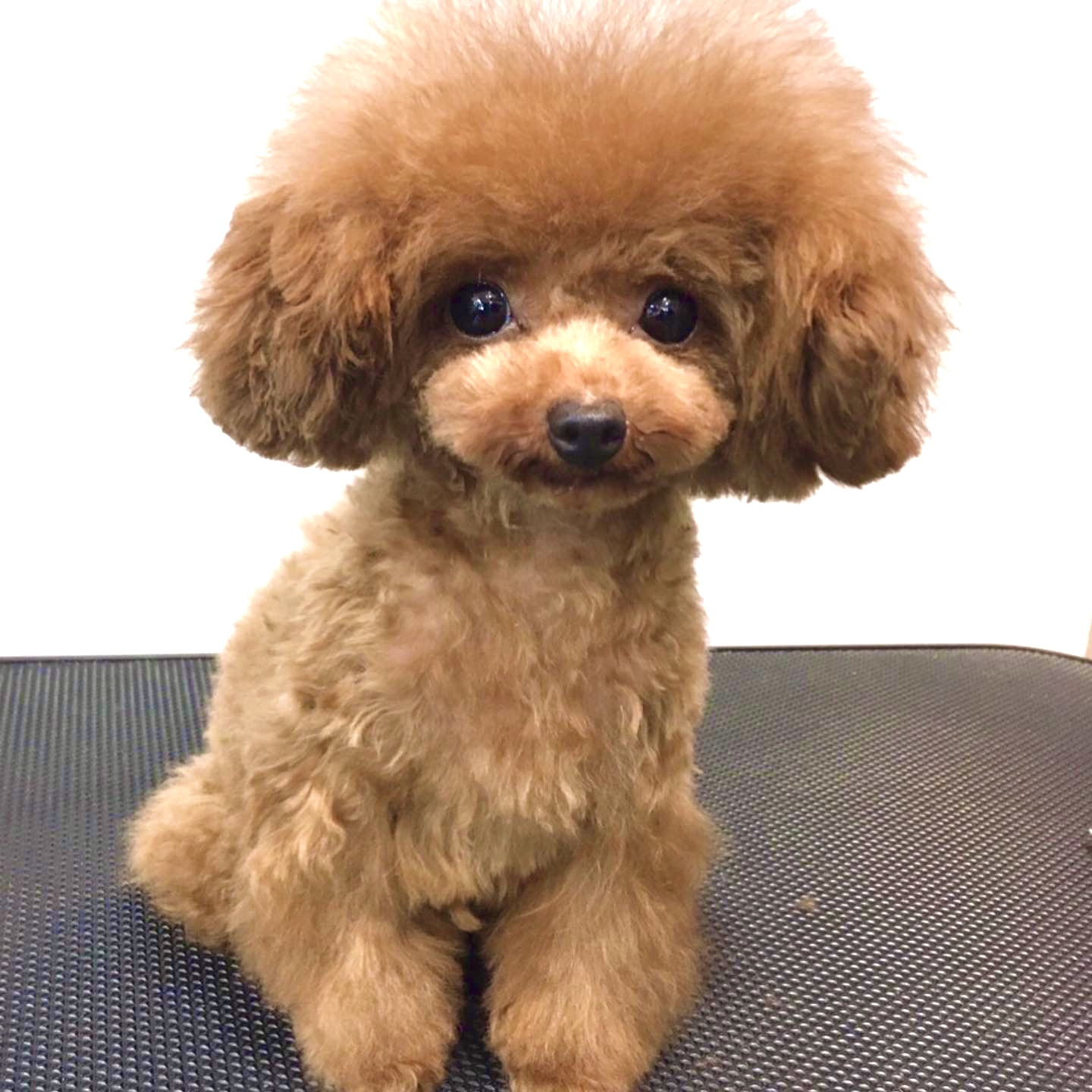 KING犬舎の画像