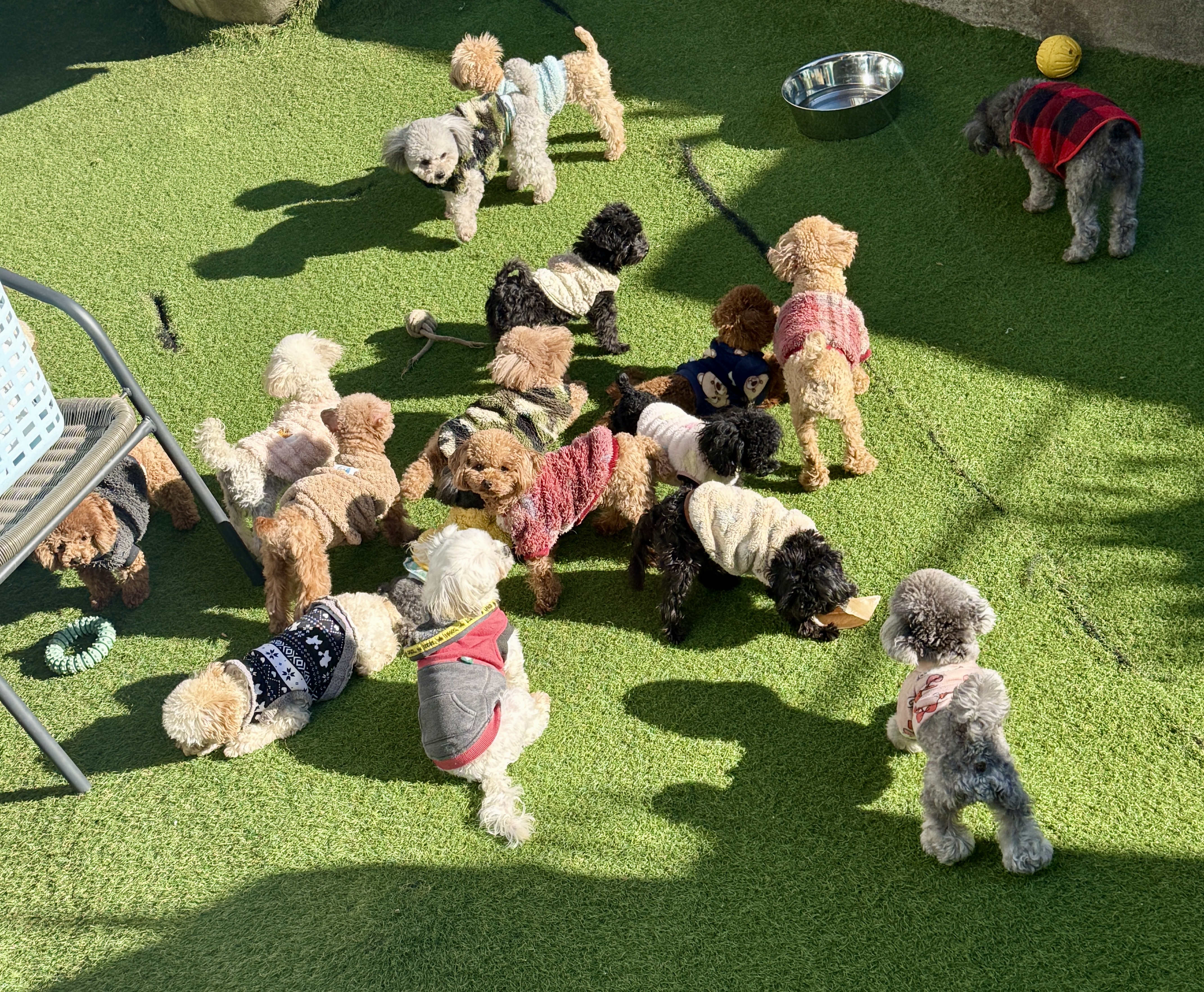 KING犬舎の画像